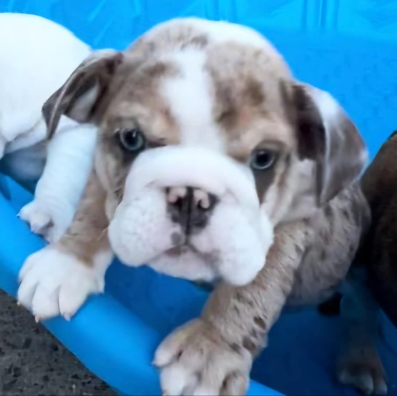 Meet your Posher, CoCo - Picture 3 of 4